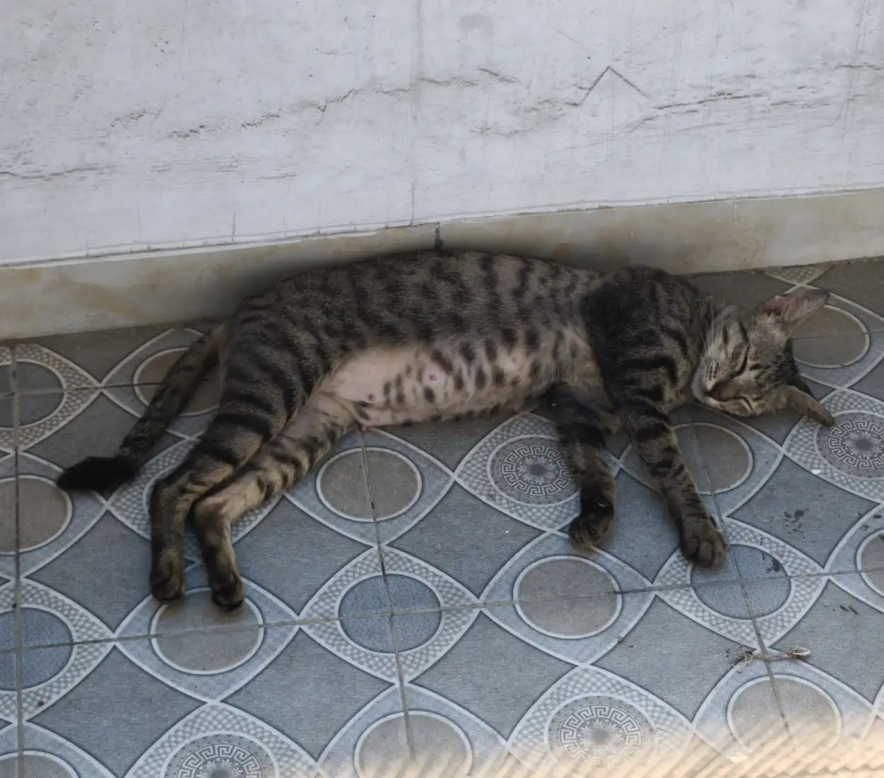 Foto dari Rudy - Kucing tidur nyenyak di depan balkon, banyak an...